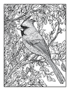 50 State Birds Coloring Book  [EASY] [50+ Designs + Immediate Access!]